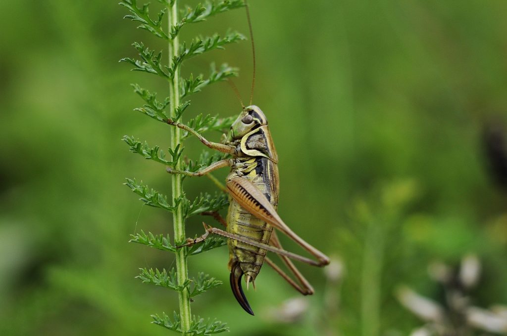 Cricket, Photo by Filip Kruchlik