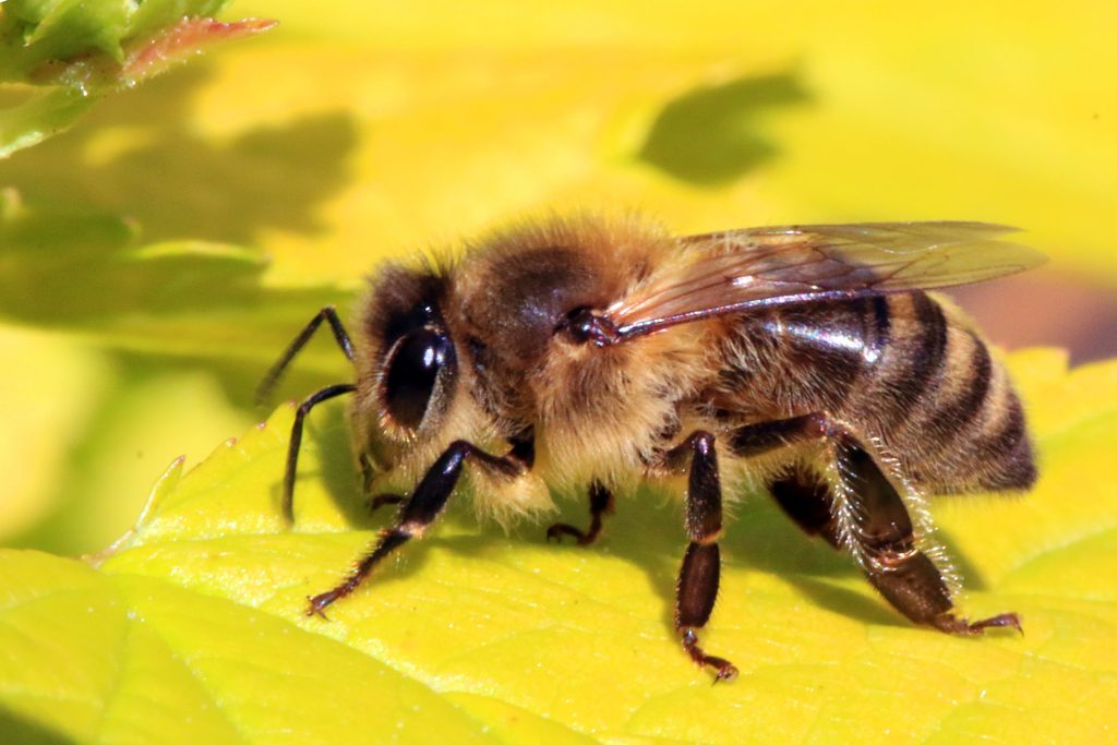 Closeup of a Honeybee (Apis mellifera)