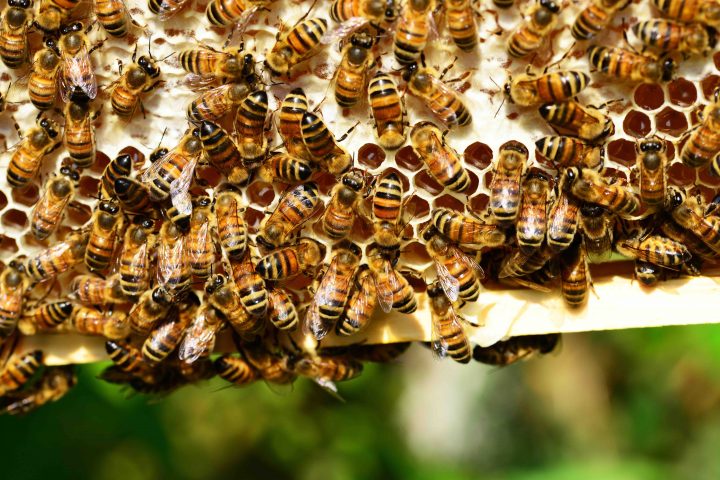 Closeup of honeycomb with bees