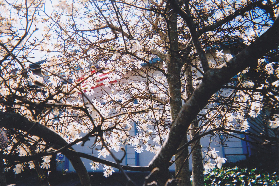 Tacoma Cherry Blossoms